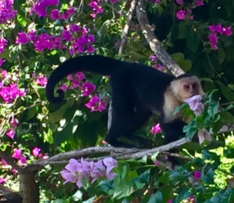Monkeys climbing near our balcony