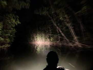Night tour of the mangroves