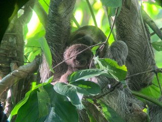 Mama and baby sloths