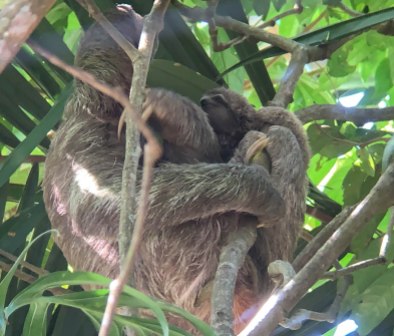 Mama and baby sloths